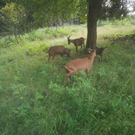 Dorfschule Mollseifen Lejlighed *