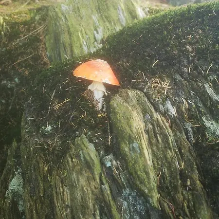 Dorfschule Mollseifen