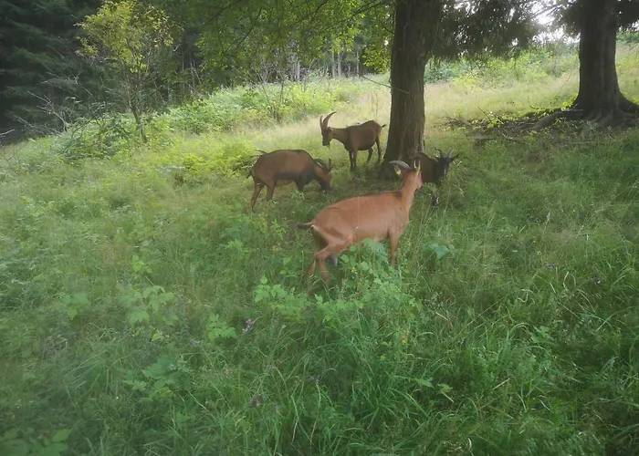 Dorfschule Mollseifen Apartamento *