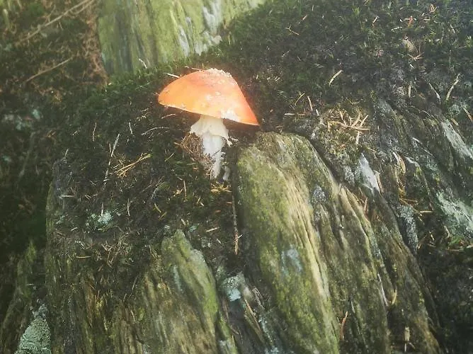 Dorfschule Mollseifen